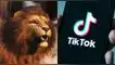 TikTok: ¿Cómo obtener el león en la aplicación?