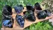 Explorando la piedra obsidiana: propiedades, significado y aplicaciones