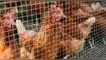 Gallinas ponedoras de huevo viven en situaciones deplorables. El 98% de las gallinas ponedoras de huevo viven en jaulas en bacterias