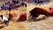 El animal se descontroló y dejó a dos personas gravemente heridas. Corrida de toros termina en tragedia en Huancavelica: Animal embistió a dos espectadores