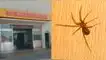 Mujer muere en Arequipa por mordedura de araña casera.