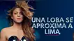 La gira mundial de Shakira tendría contemplado Perú.