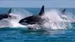 Orcas devoran delfines con nueva forma de caza en Chile.