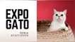 Los asistentes podrán visitar el Catio un espacio único para interactuar con los gatitos en adopción.