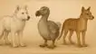 Por qué se extinguió el lobo terrible, el dodo y el tigre de Tasmania