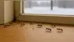 Lo que revelan las hormigas en tu casa en invierno: el significado que te sorprenderá