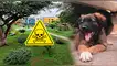 Vecinos de Surco denuncian envenenamiento MASIVO de perros en parque