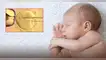 ¿Cómo funciona la nueva técnica de fertilidad?