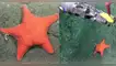 Científicos descubren estrella de mar con forma inusual durante expedición marítima en Mar del Plata.
