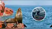 Pescador es condenado a prisión efectiva por brutal ataque a lobo marino