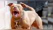 Terror en Los Olivos: feroz PITBULL aterroriza a vecinos y destroza mascotas