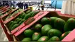 ¡Alerta fronteriza! Bolivia pone bajo la lupa a la palta peruana por niveles peligrosos de cadmio ¡Alerta fronteriza! Bolivia pone bajo la lupa a la palta peruana por niveles peligrosos de cadmio