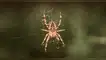 Científicos drogaron arañas y descubrieron un patrón aterrador.