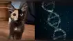 La condición genética del 'gato con dos caras' que lo hace único en su especie.