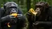 Chimpancés beberían alcohol a diario en su hábitat natural, según científicos.