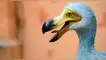 Luego de estar extinto por 300 años, el dodo volvería a poblar el océano Índico gracias a una iniciativa genética