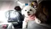 ¿Planeas viajar con tu mascota? Senasa explica sobre el MICROCHIP y el certificado sanitario obligatorio ¿Planeas viajar con tu mascota? Senasa explica sobre el MICROCHIP y el certificado sanitario obligatorio