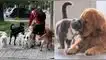 Esta es la multa que tendrán que pagar las familias que tienen más de dos mascotas en casa.