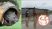 Leptospirosis en alerta: contagios y fallecidos se incrementan en tres regiones del Perú.