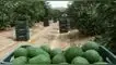 Perú figura entre los principales exportadores de palta Hass del mundo