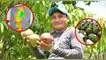 El calor no da tregua en Lambayeque: El Niño pone en jaque la cosecha de mango y palta. fenomeno el niño