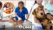 Perros y gatos recibirán atención veterinaria GRATIS este 11 de agosto: revisa el lugar y horario. municipalidad de lima