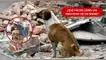 ¿cómo proteger a tu PERRO O GATO? en caso de sismo