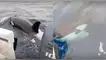 Depredadores marinos en Lima: Orcas sorprenden a pescadores con inesperado comportamiento.