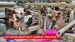 Perú tiene más de 6 millones de animales abandonados: cómo adoptar un perro y darle un hogar. adopcion de perros y gatos
