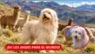 Chaku Cusqueño, el guardián de los Andes