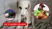 ¡ALERTA POR MALTRATO ANIMAL! Si ves esto, DENUNCIA: la ley contempla duras penas en Perú. ¡ALERTA POR MALTRATO ANIMAL!