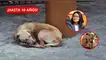 El proyecto, presentado por la diputada Nathaly Molina, busca modificar el artículo 206-A del Código Penal y todavía no está vigente. maltrato animal en perú