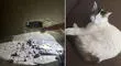 Sudáfrica: rescatan a una gata que quedó atrapada dentro de una pared durante dos días