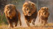 Cazador fue devorado por dos leones mientras buscaba especies para que turistas los maten
