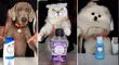 Perros y gatos se unen en tierna campaña contra el testeo en animales en TikTok [VIDEO]