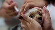Carnivac-Cov: Rusia inició la vacunación de mascotas contra la COVID-19