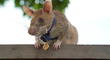 Magawa: la rata detectora bombas se jubila del trabajo de detección de minas terrestres