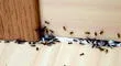 Trucos caseros para eliminar las hormigas en casa