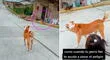 Perrito 'escolta' a sus dueñas ante la amenaza de las mascotas de su calle [VIDEO]