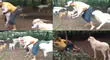 TikTok viral: Cabra se molesta con un ‘desconocido’ que jugaba con su cría y todo termina mal [VIDEO]