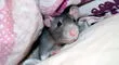 ¿Qué significa soñar con ratones que se suben a mi cama? ¿Cómo lo interpreto?
