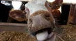 Brasil reporta dos casos del 'mal de la vaca loca' y suspende la exportación de carne
