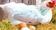 ¿Qué significa soñar con huevos de gallina rotos? Te lo contamos