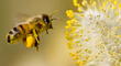 Significado de sueños: Revisa las 7 interpretaciones sobre soñar con abejas