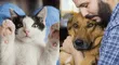 Mascotas: 7 lugares dónde puedes adoptar perros y gatos en Lima