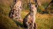 Reportan primer caso de coronavirus en hienas en zoológico de Estados Unidos