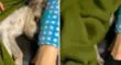 ¡Dormilón! Perrito se tapa con su manta luego de que su dueño lo despierta [VIDEO]