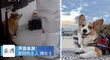 China: personal sanitario golpeó a un perro hasta causarle la muerte: "Mi corazón se rompe" [FOTO]