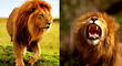 Qué significa soñar con leones: mirá el significado de porque esto ocurre