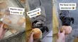 Joven panadero regala panes a perritos callejeros que van a su negocio por comida y se vuelve viral